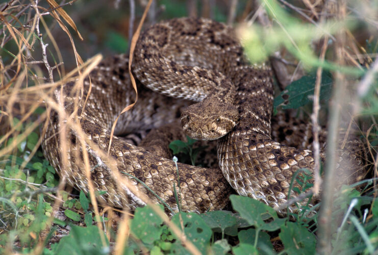 Snakebites and How to Keep Snakes Out of Your Yard